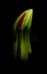 Saucony Endorphin Pro 5